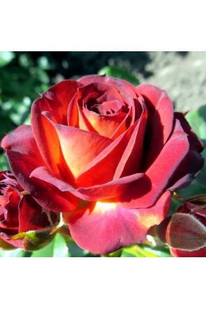 Троянда Браун Шугар квіти крупним планом